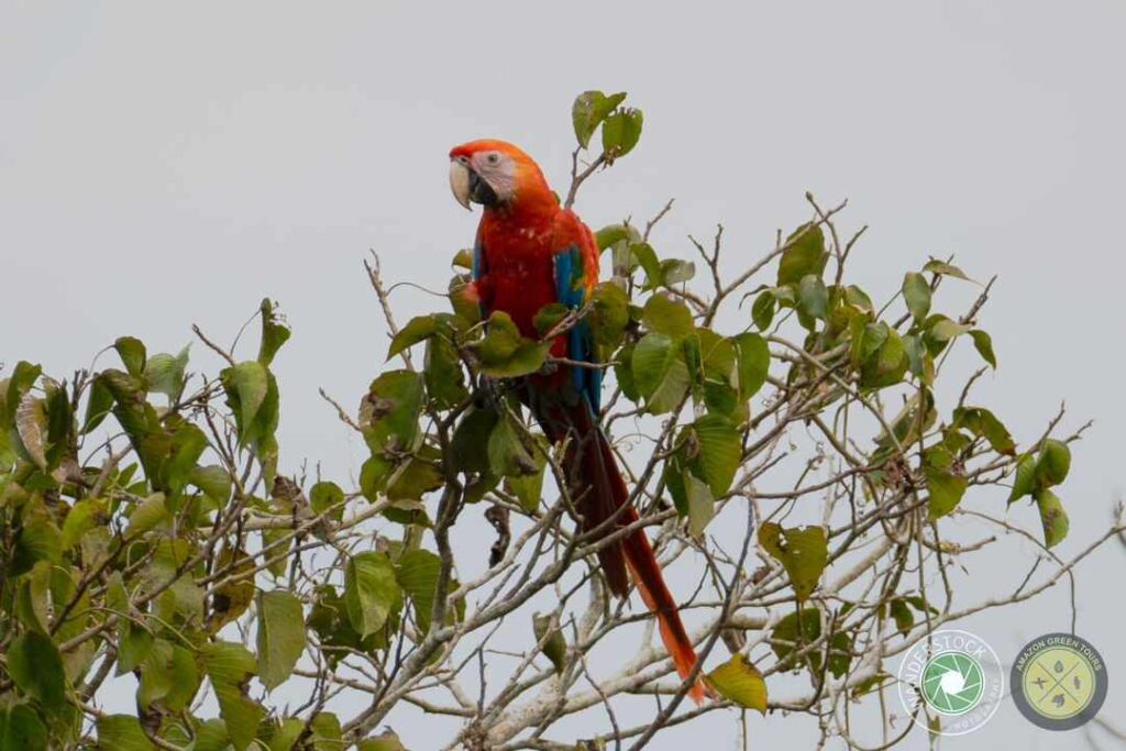 Tucano