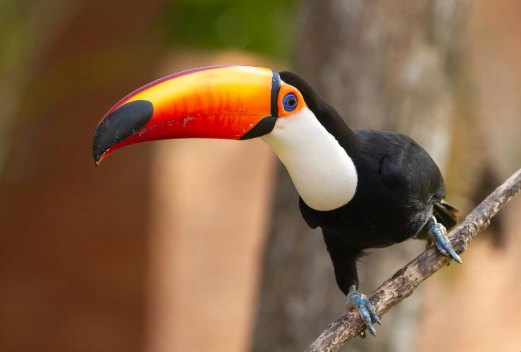 Tucano