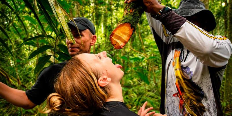 amazon-rainforest-torus.jpj