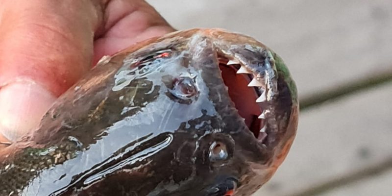 Piranha