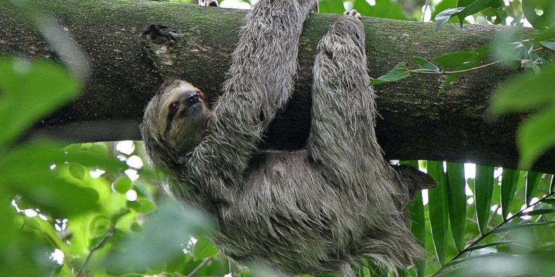 amazon-rainforest-tours-brazil (9)