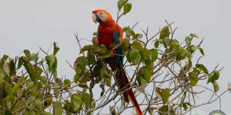 Tucano