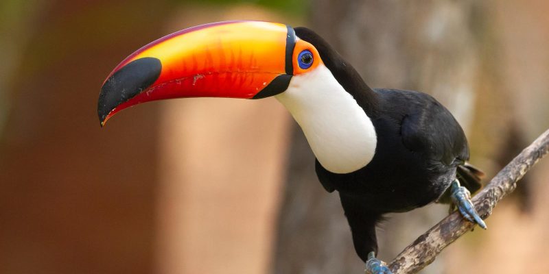 Tucano